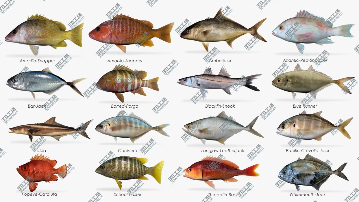 images/goods_img/2021040163/Saltwater fish collection 1/1.jpg
